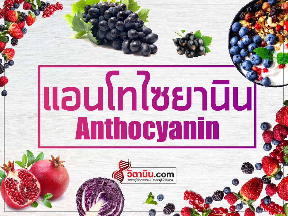 Anthocyanin-antioxident